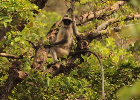 Bhimashankar wildlife Sanctuary