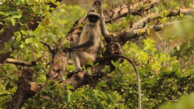 Bhimashankar wildlife Sanctuary