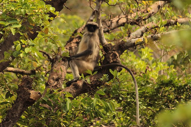 Bhimashankar wildlife Sanctuary,visit during Bhimashanakar One day Trip From Mumbai
