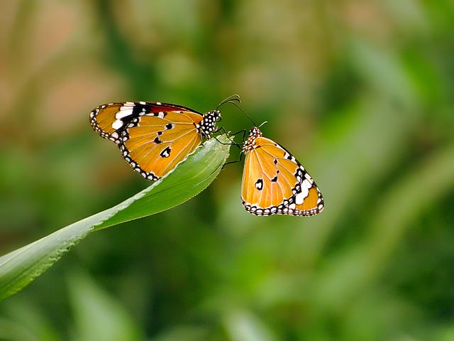 Butterfly Park, Van Vihar, Bhopal