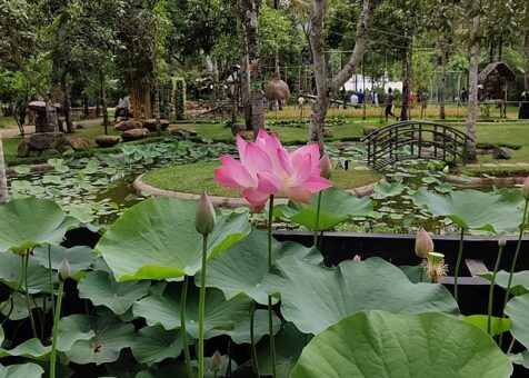 A_lotus_in_thekkady_rose_park