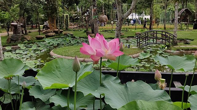 A_lotus_in_thekkady_rose_park