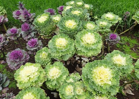 Ornamental_Cabbage_Plant_-_Ooty_Botanical_Garden