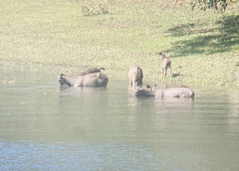 Periyar Wildlife Sanctuary