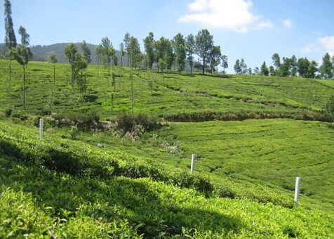 TEA_PLANTATION