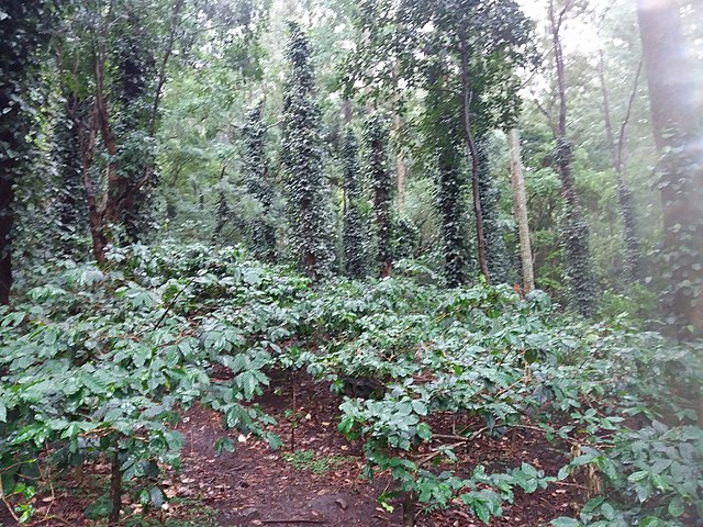 Araku Valley